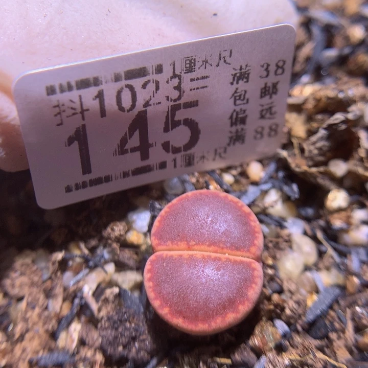 精品生石花1023.145