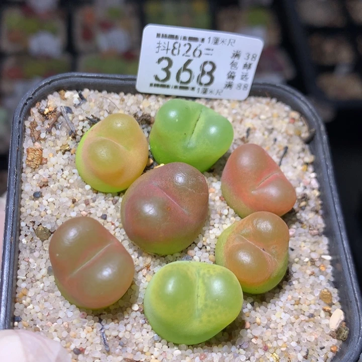 精品生石花826.368