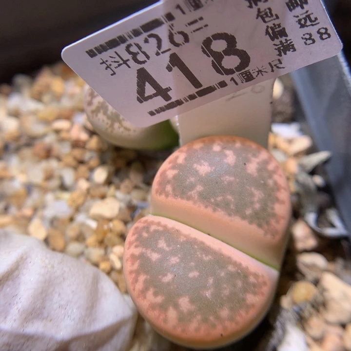 精品生石花826.418