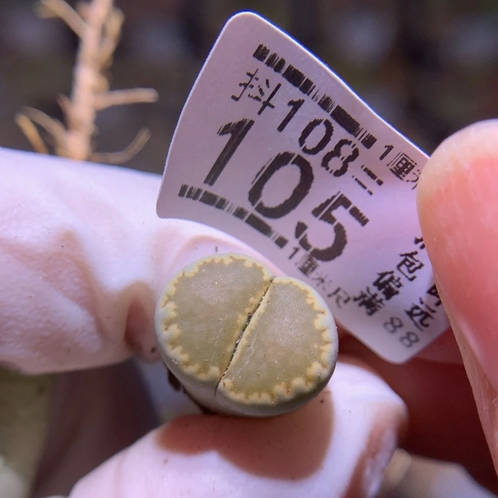 精品生石花108.105