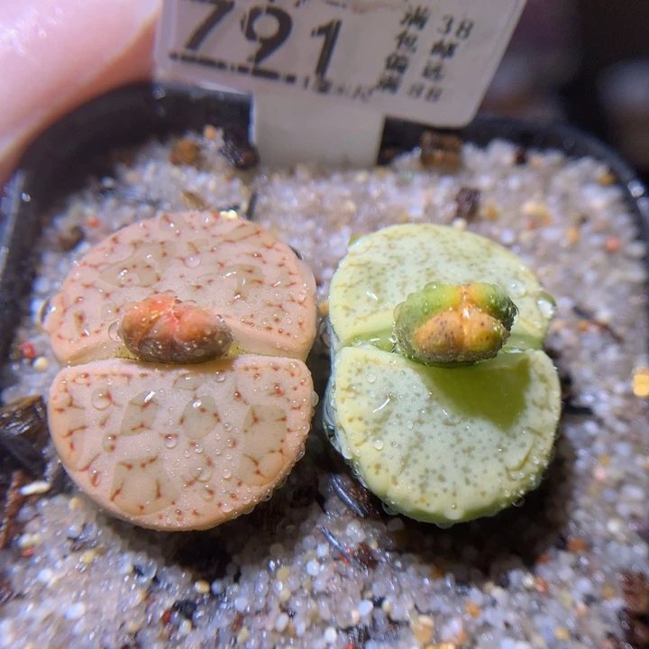 木**歌绝绝子生石花819.791