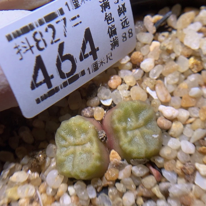 精品生石花827.464