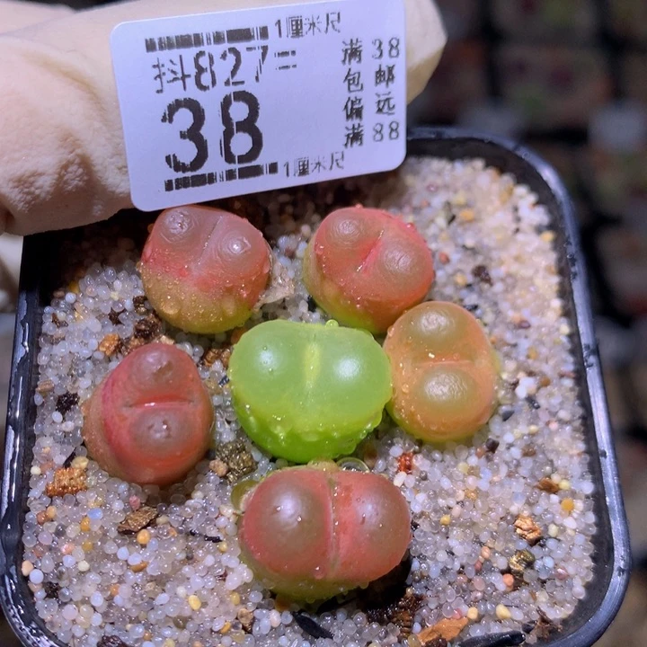 精品生石花827.38