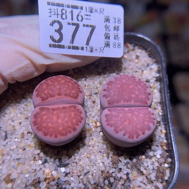 有*花精品生石花816.377