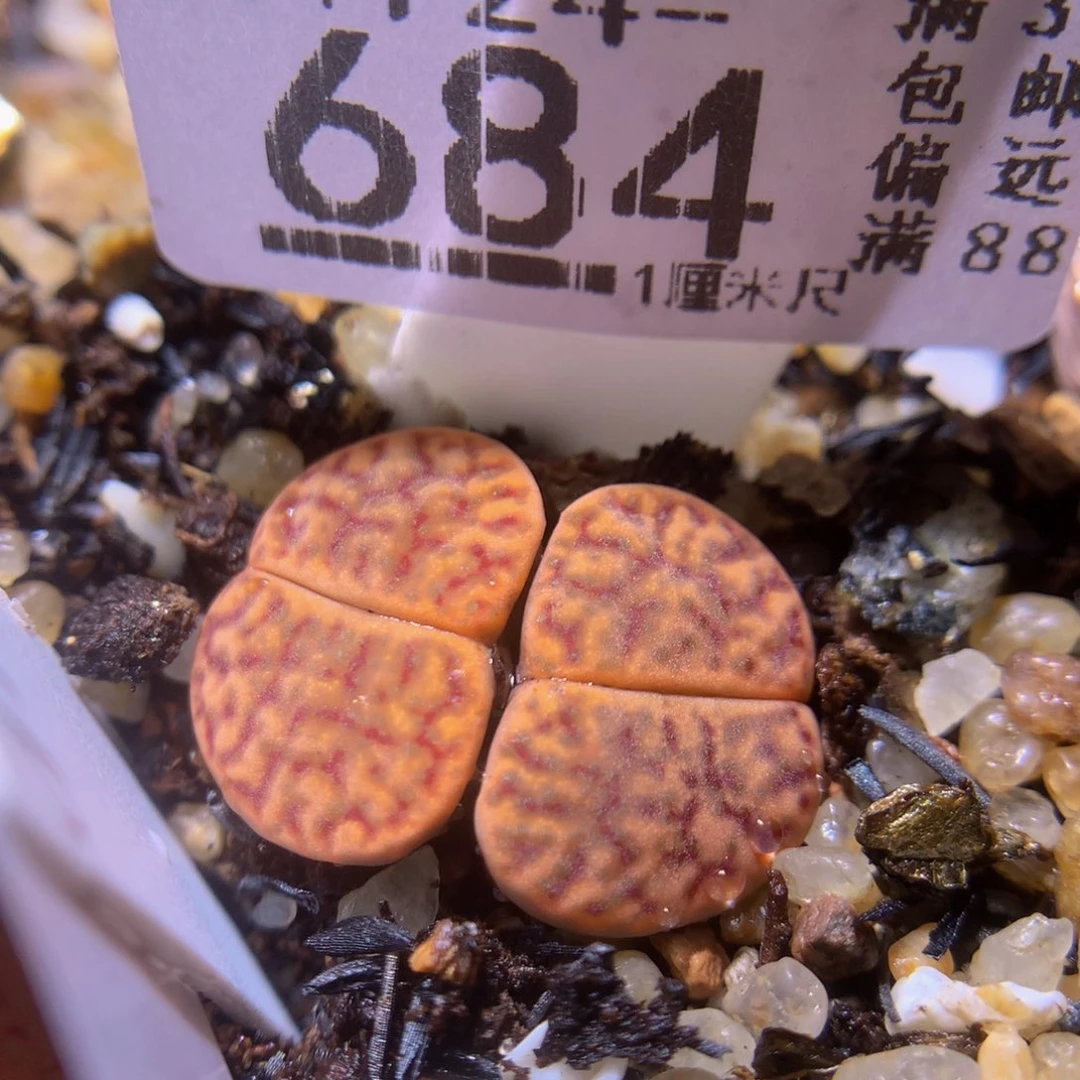 绝绝子生石花724.684