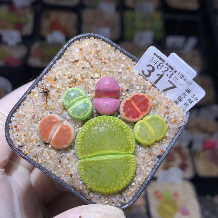好看的生石花823.317