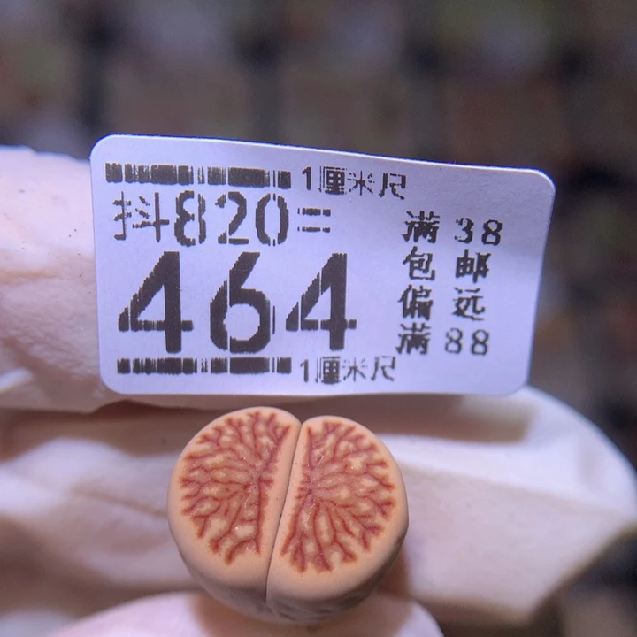 缡*好看生石花820.464
