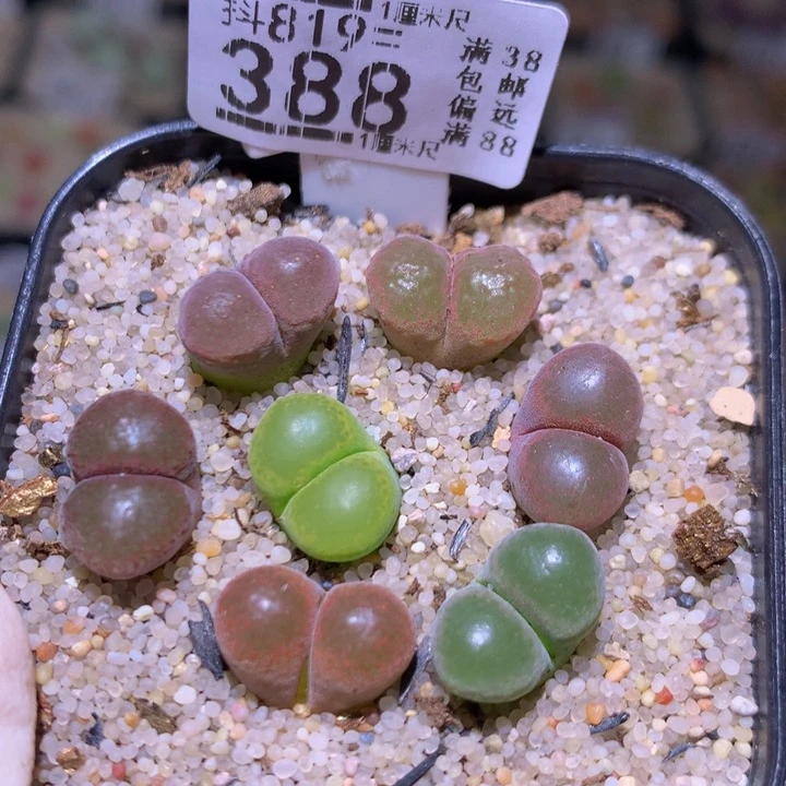 精品生石花819.388