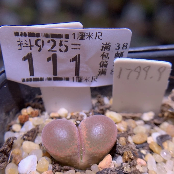 精品生石花95.111