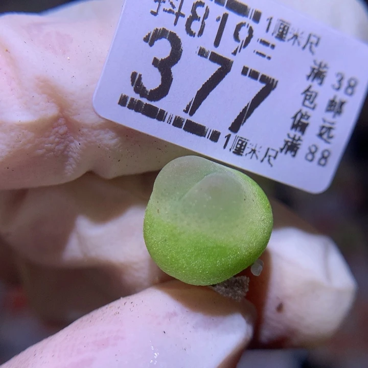 精品生石花819.377拉登