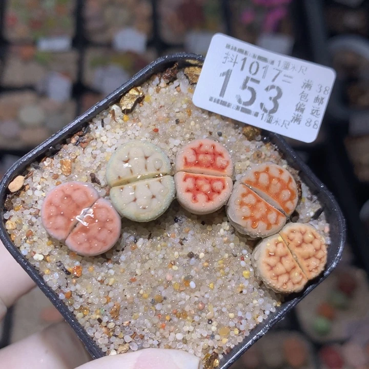 精品生石花1017.153