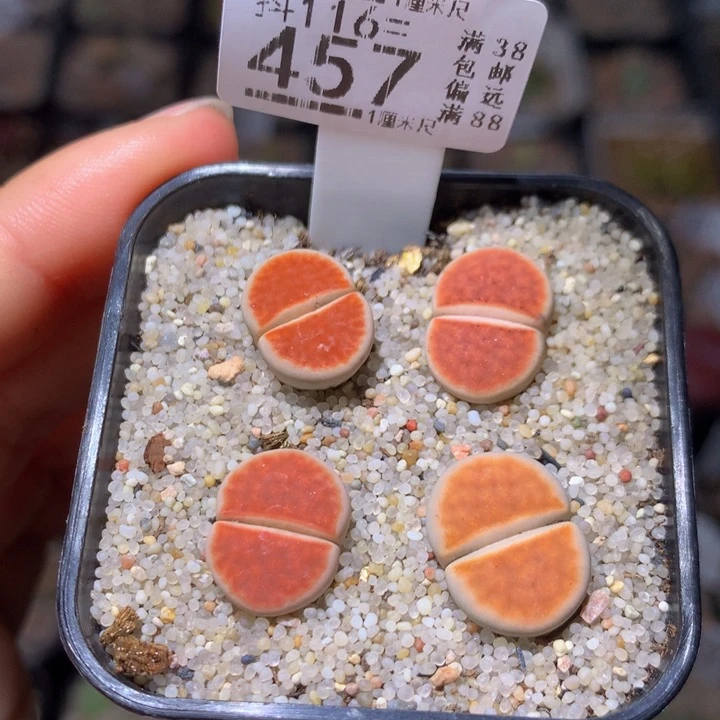 精品生石花116.457