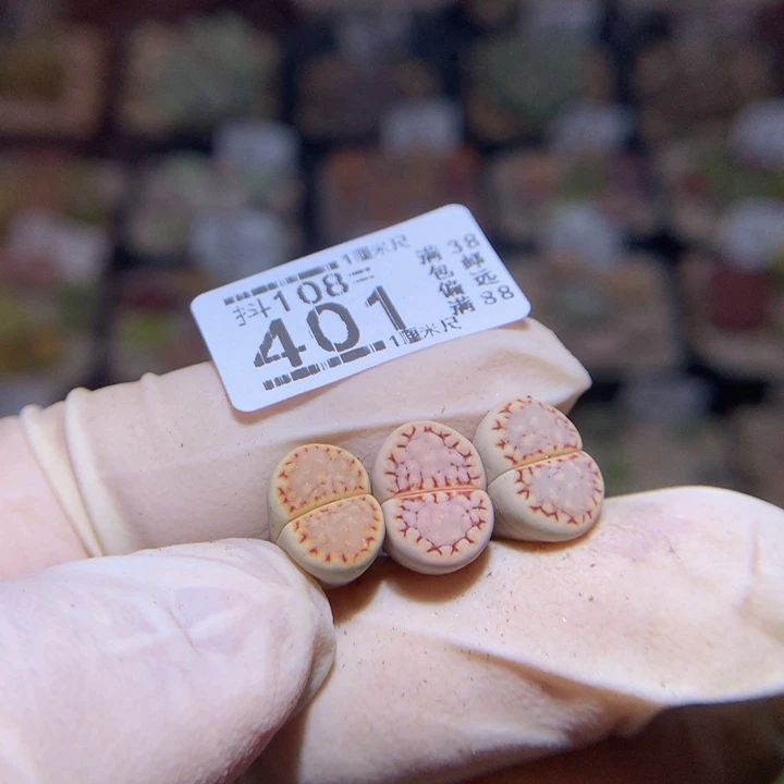 周*一精品生石花108.401