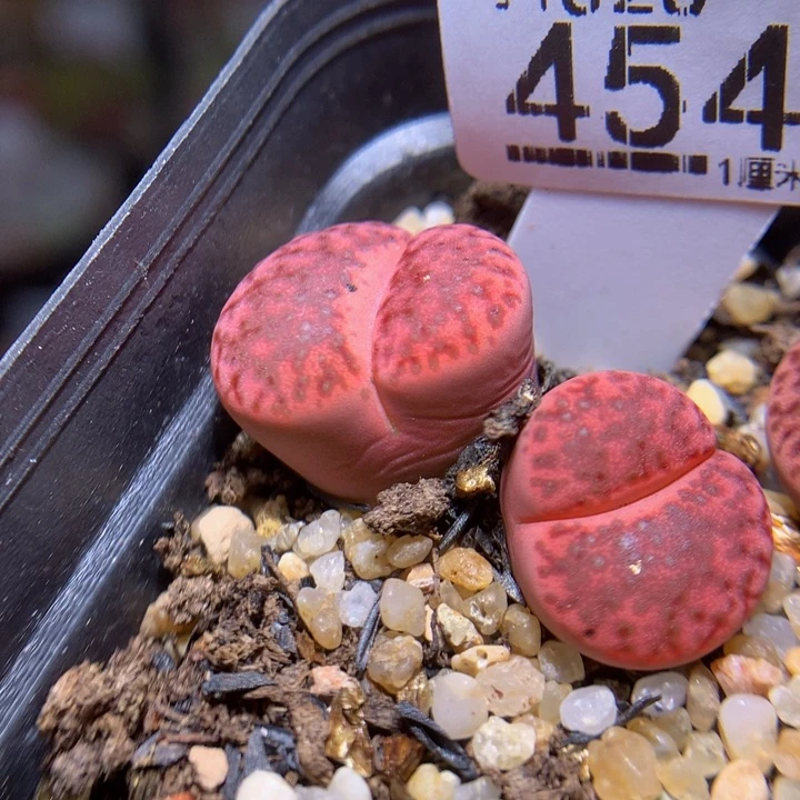 好好看的生石花826.454