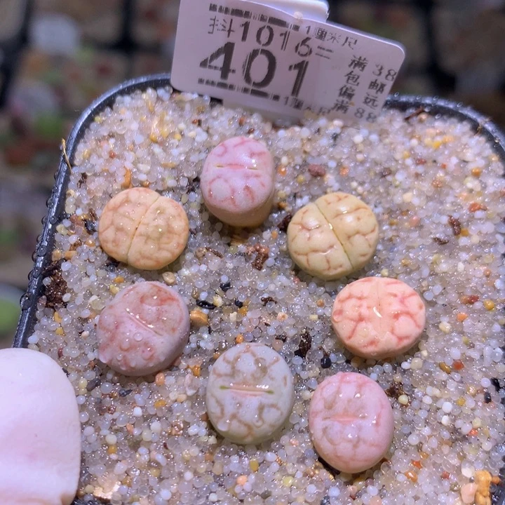 精品生石花1016.401女娲石