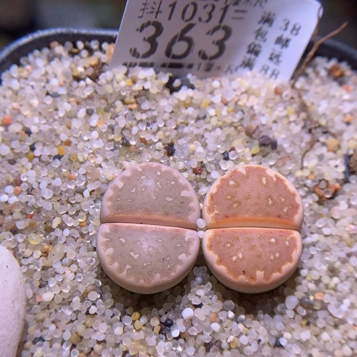 精品生石花1031.363