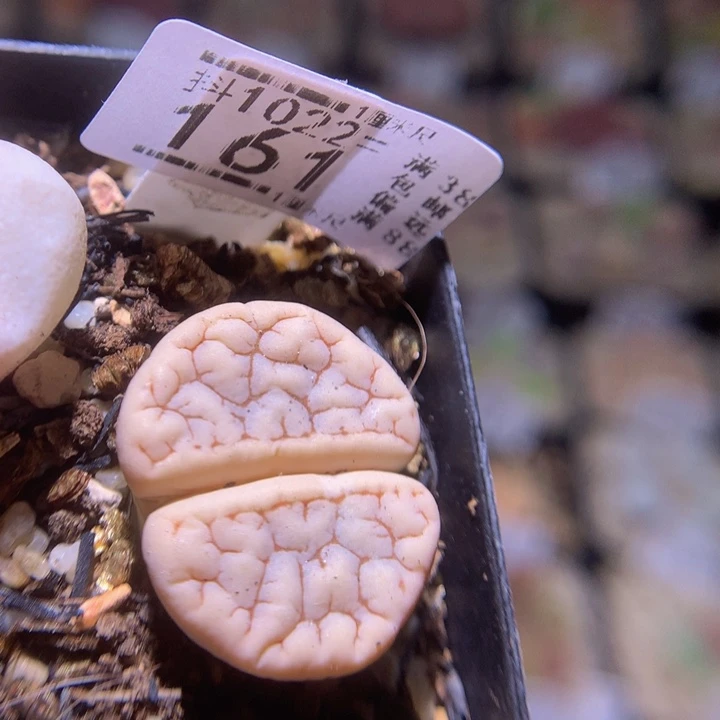 精品生石花1022.161