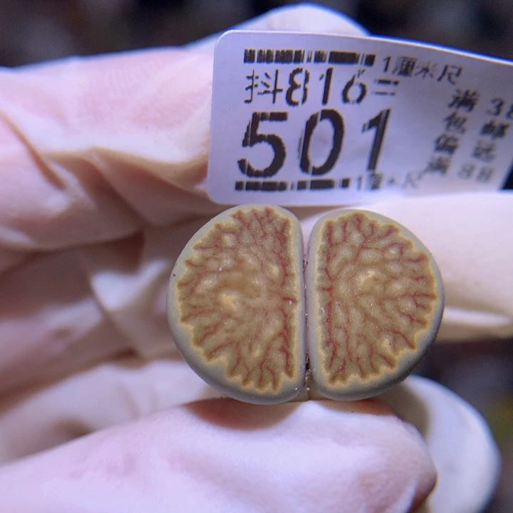 精品生石花816.501黄绿菊