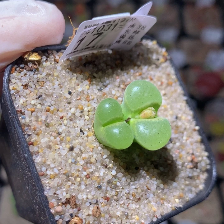 精品生石花1031.17