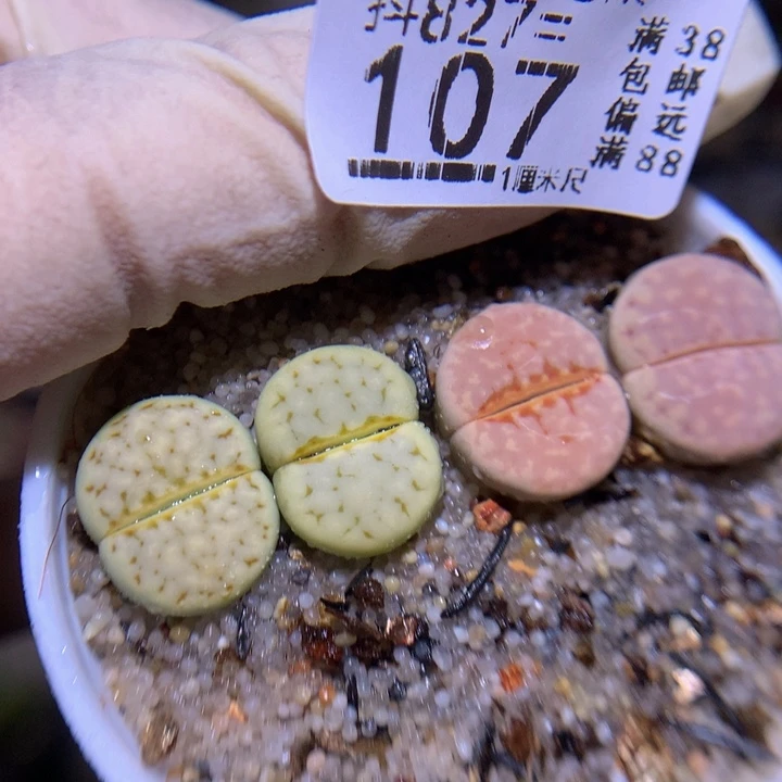 精品生石花827.107