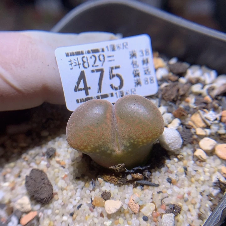 精品生石花829.475