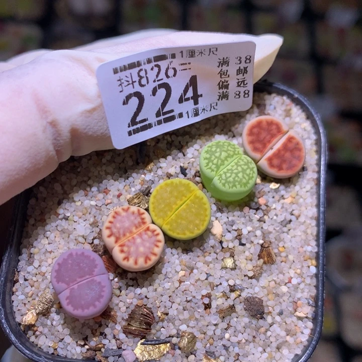 精品生花826.224
