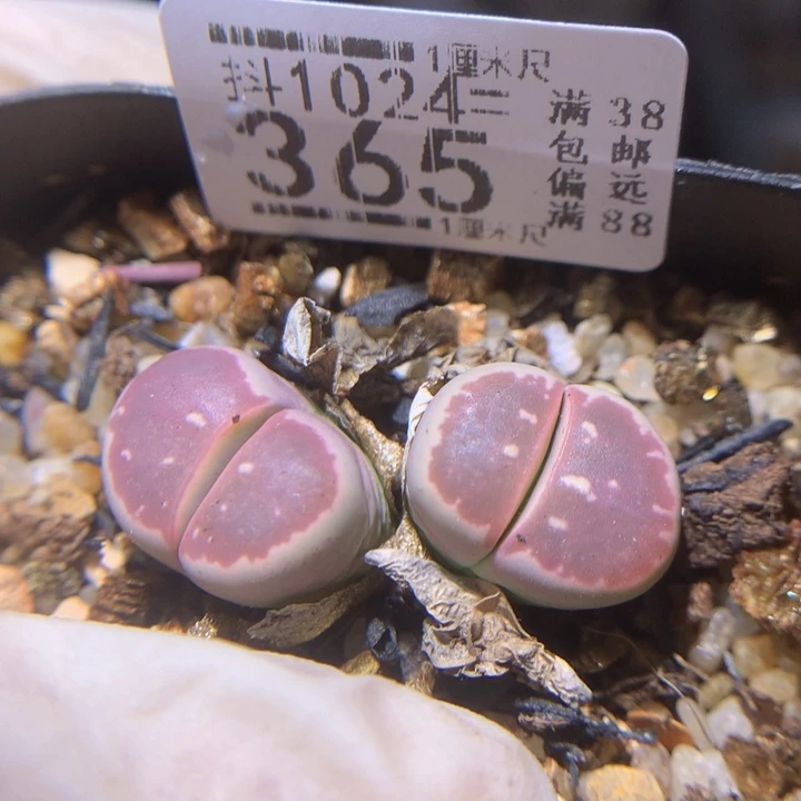 精品生石花1024.365