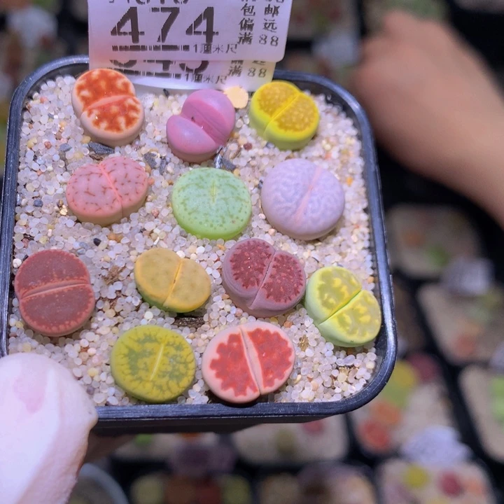 精品生石花816.474