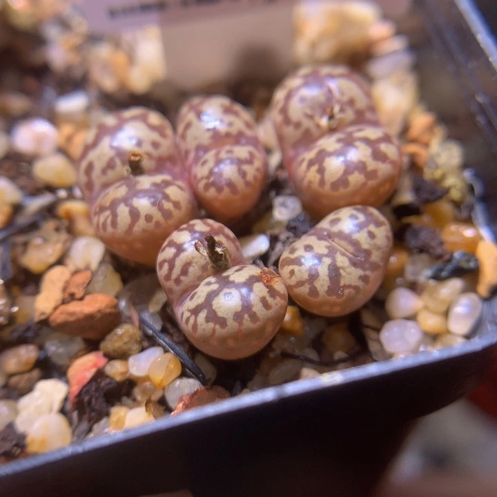 ?***精品生石花111.143