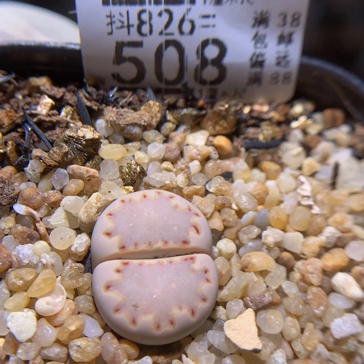 精品生石花826.508