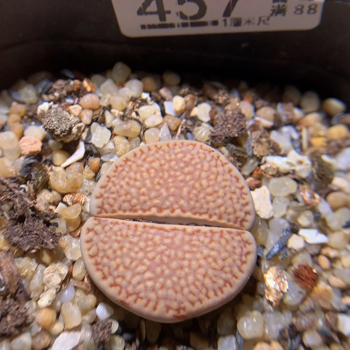 美美哒石石花823.457