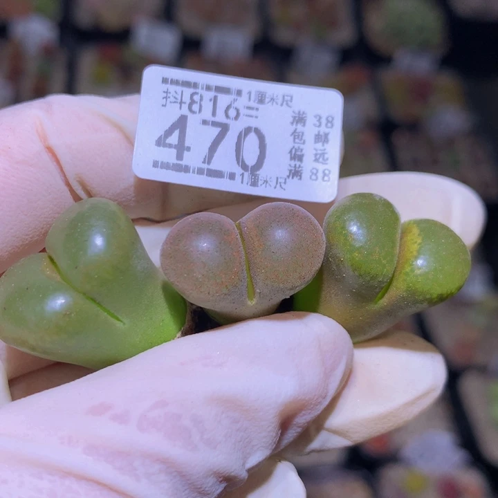 精品生石花816.470