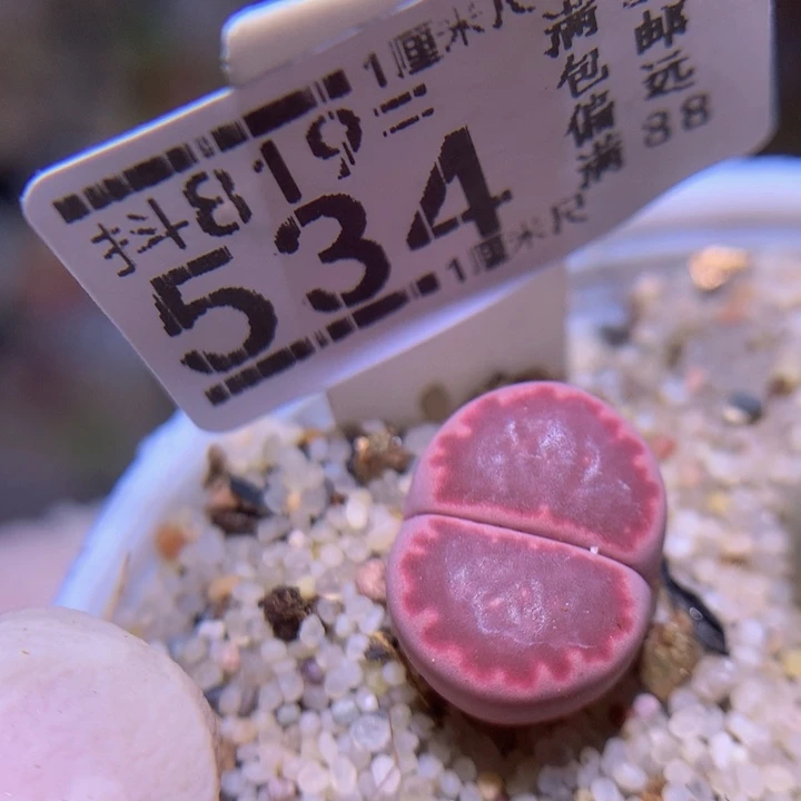 精品生石花819.534