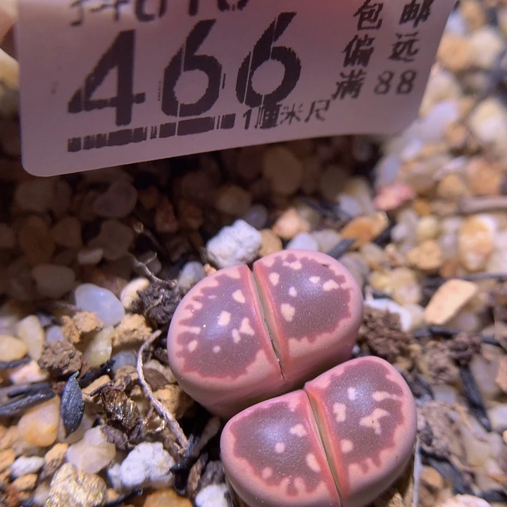 精品生石花816.466