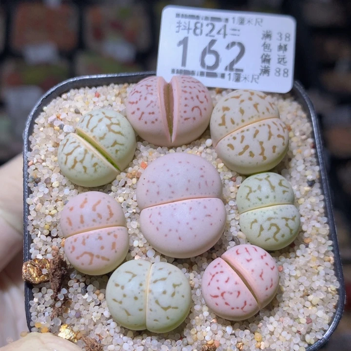 精品生石花824.162