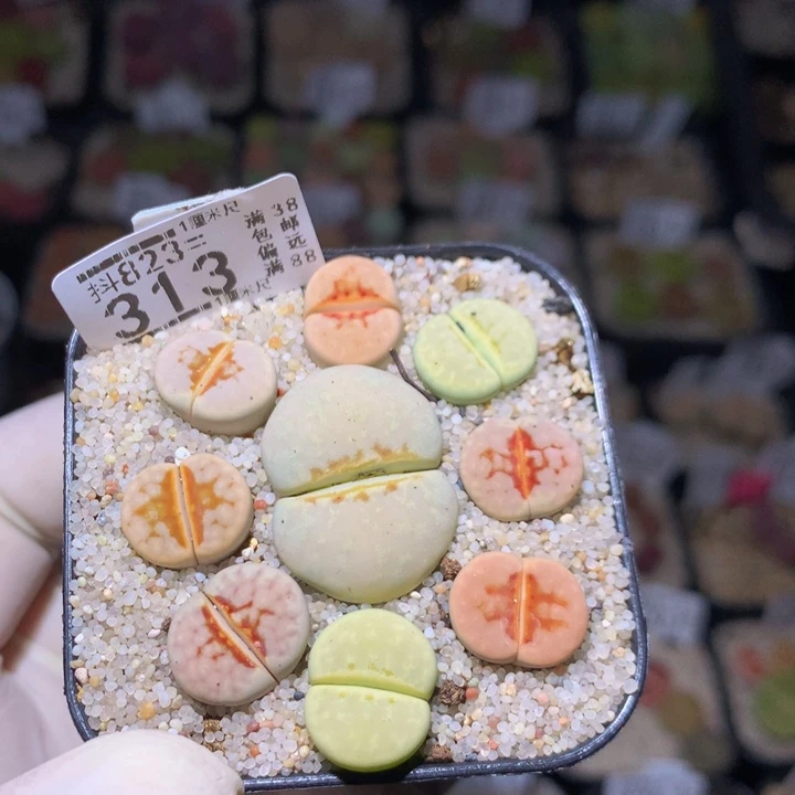 好看的生石花823.313