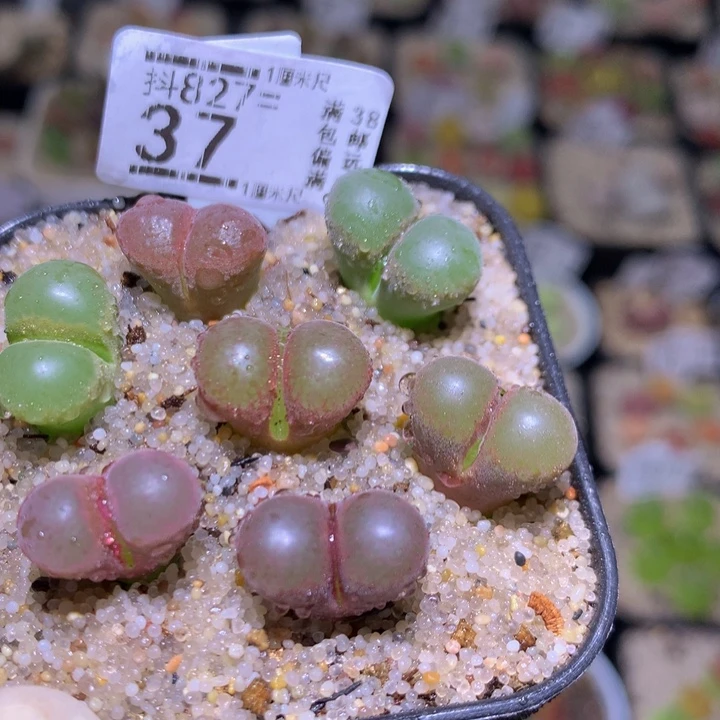 精品生石花827.37