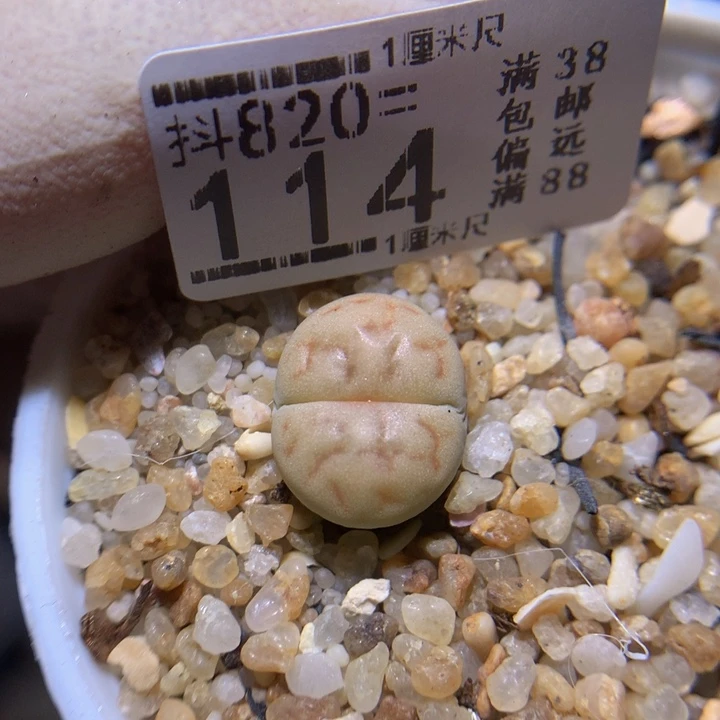 精品生石花820.114