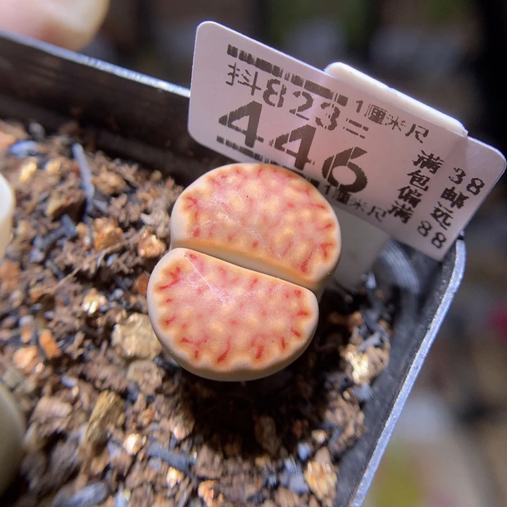 美美哒石石花823.446