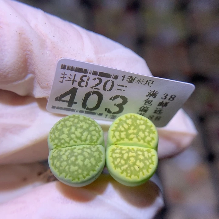 精品生石花820.403