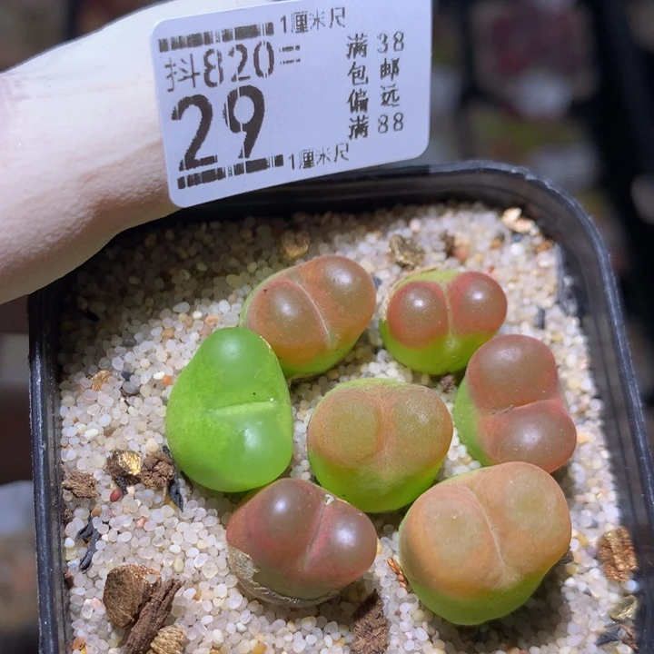 精品生石花820.29
