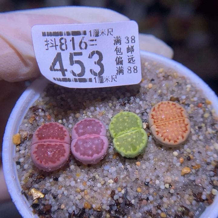 精品生石花816.453