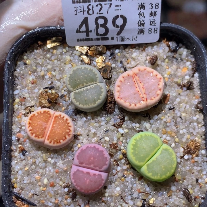 精品生气花827.489