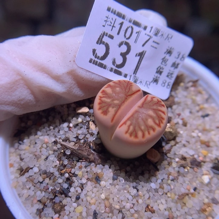 平****燊精品生石花1017.531