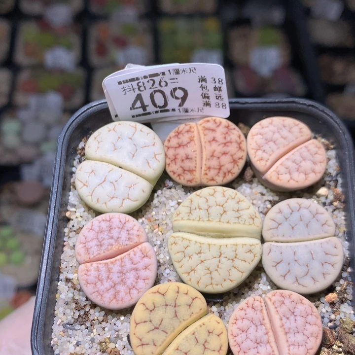 精品生石花826.409