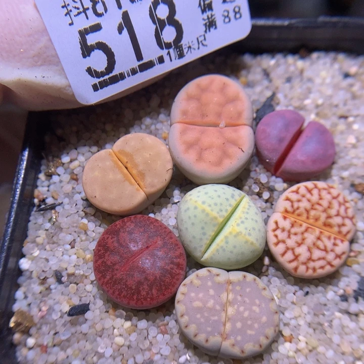 精品生石花816.518