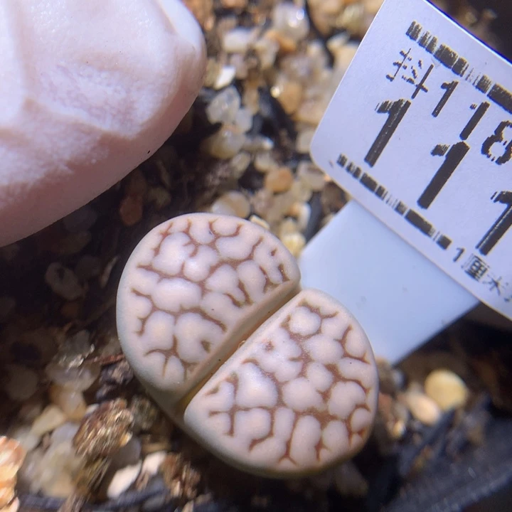 精品生石花118.111