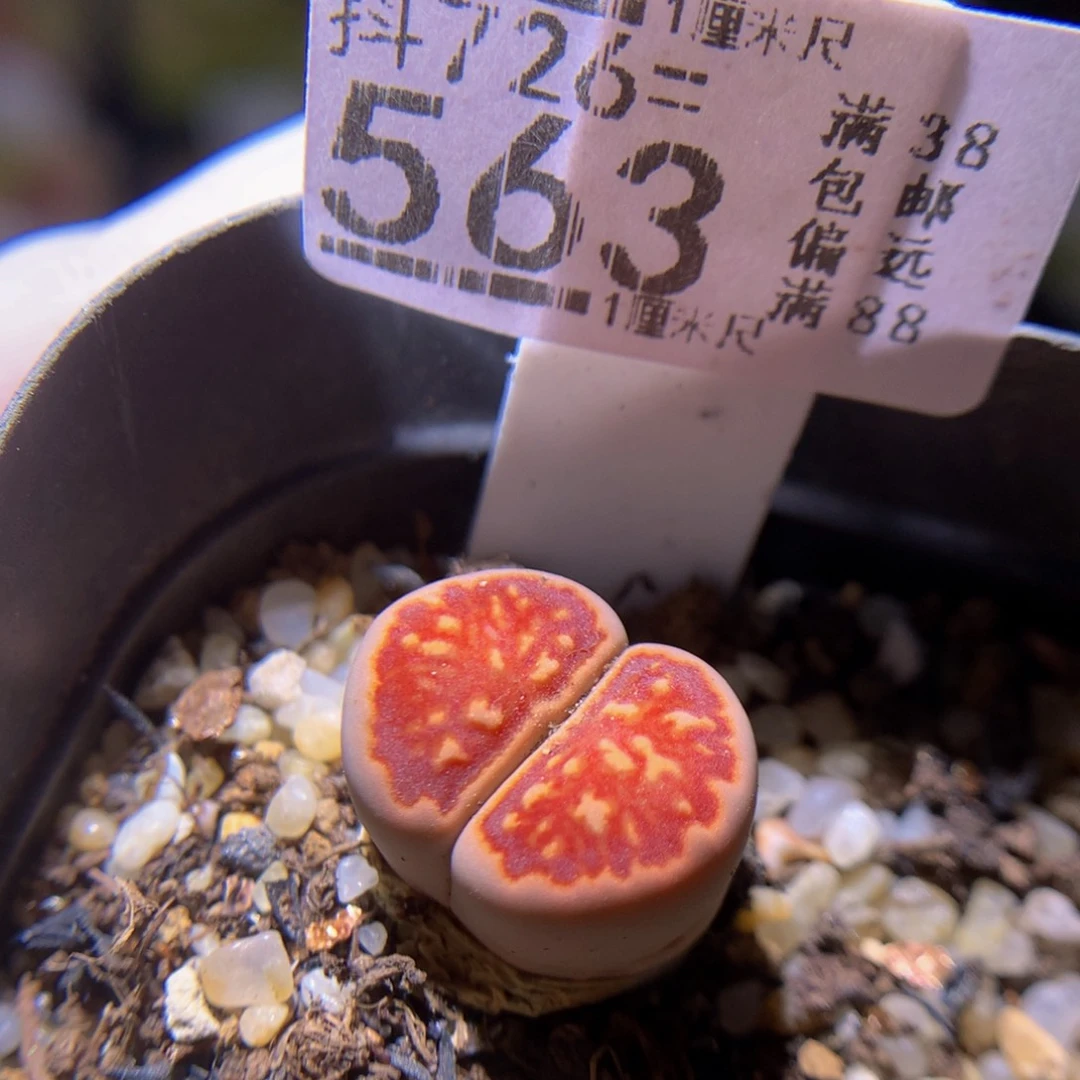 精品生石花726.563