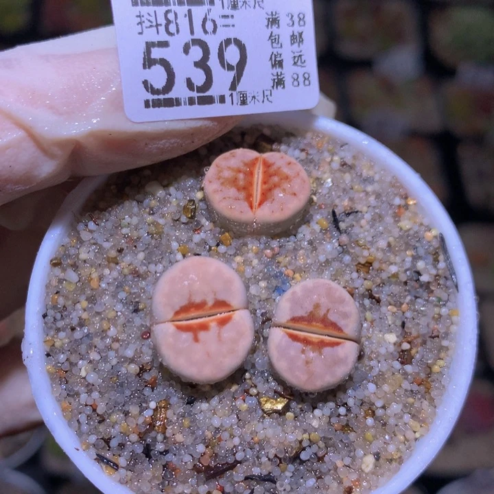 精品生石花816.539