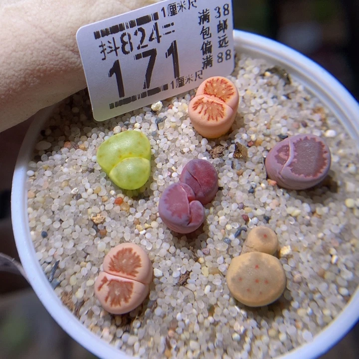 精品生石花824.171